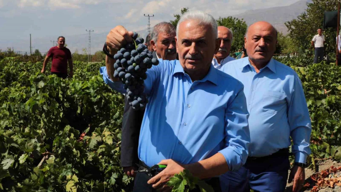 Yıldırım memleketinde Cimin üzümünün hasadına katıldı