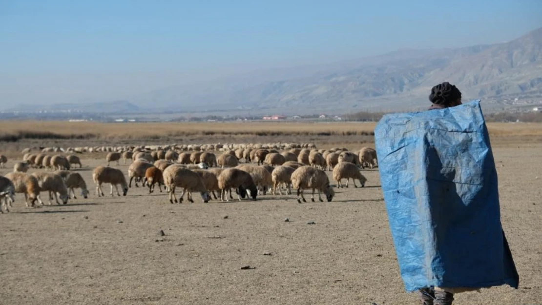 Zemheri ayında güneşli hava, küçükbaş hayvanları yeniden meralara çıkardı