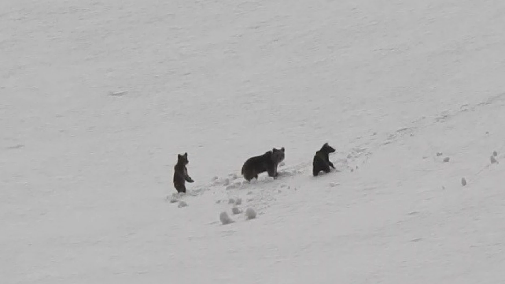 Erzincan'da anne ayı ve yavruları karlı arazide dolaşırken görüntülendi