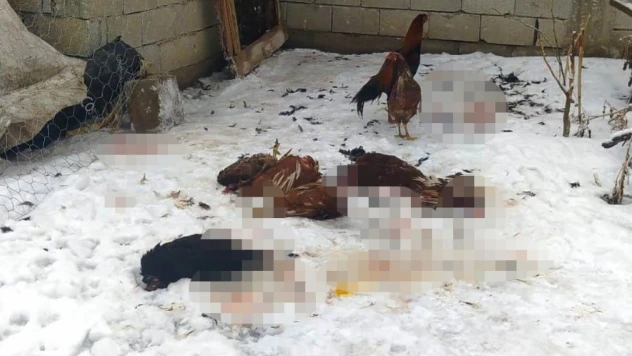 Başıboş köpeklerin saldırdığı kümes hayvanları telef oldu