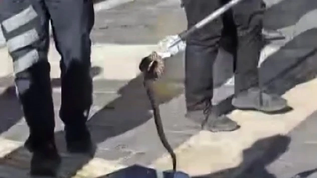 Kaldırımda yılan paniği