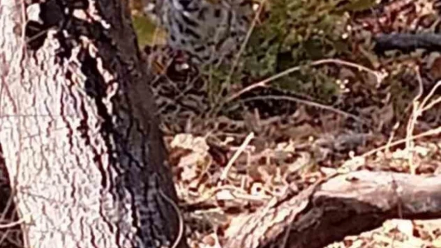 Nesli tehlike altında olan vaşak Muş'ta görüldü