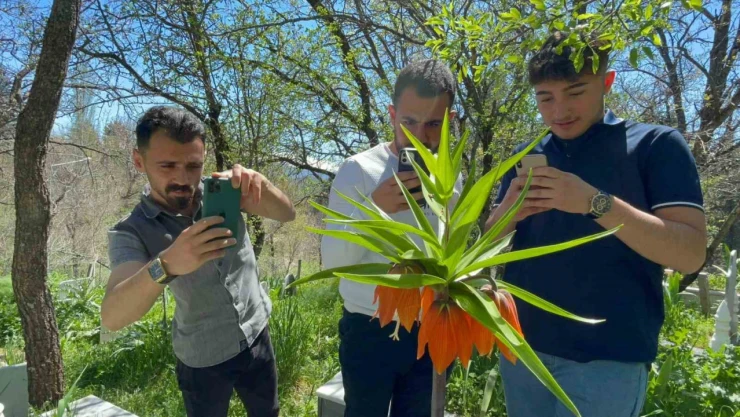 'Hüzün Çiçeği'ni koparanlara 244 bin 315 TL ceza