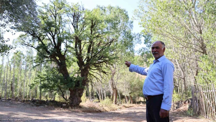 4 asırlık ağaca, korkularından ellerini süremiyorlar