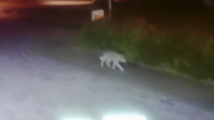 Aç kalan kurt şehre indi, o anlar kameraya yansıdı