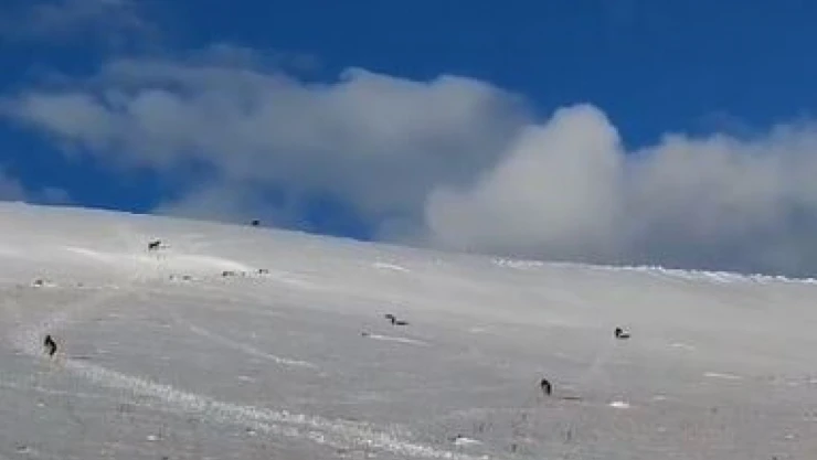 Aç kalan kurt sürüsü yerleşim yerine indi