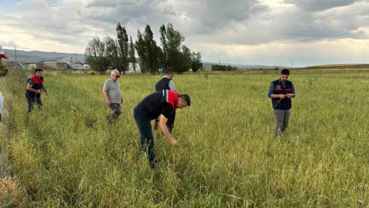 Ağrı'da etkili olan dolu tarımda zarara neden oldu