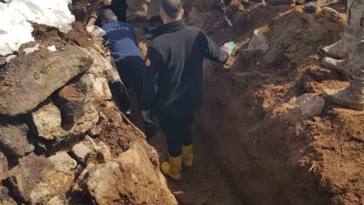 Ağrı'da hayvanlar çöken çatının altında kaldı