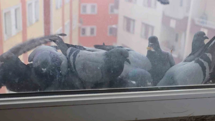 Ağrı'da soğuk hava sokak hayvanlarına zor anlar yaşatıyor