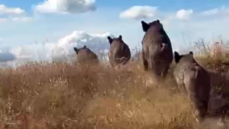 Ahlat'ta domuz sürüsü görüntülendi