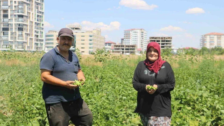 Apartmanlar arasında ata tohumunu yeşertmeye çalışıyor