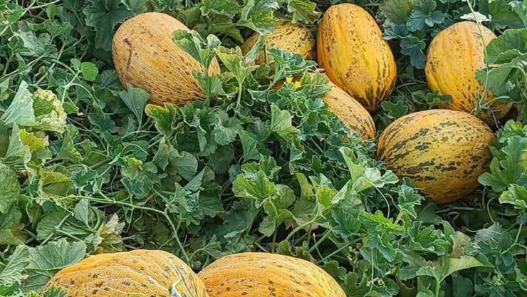 Araban'da kavun hasadı başlandı