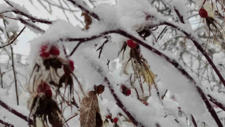 Ardahan'da kartpostallık kar manzaraları