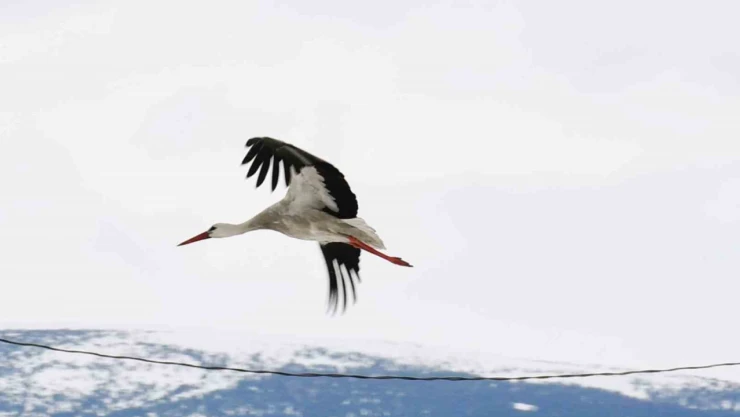 Baharın müjdecisi leylekler erken geldi