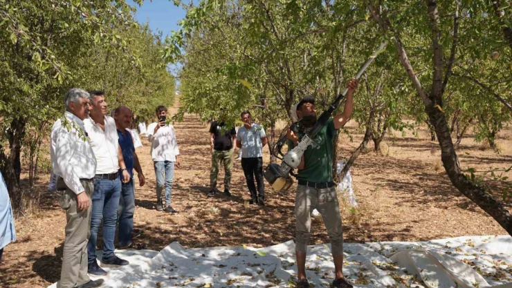 Başkan Hallaç, badem hasadına katıldı