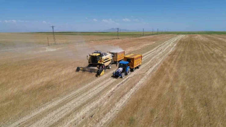 Bitlis'te buğday hasadı başladı