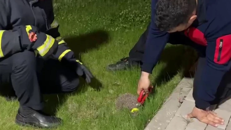 Boynuna halka sıkışan kirpi itfaiyeye sığındı