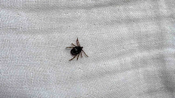 Çiftçilere uzmanından kene uyarısı