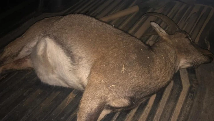 Dağ keçisi avına 694 bin lira para cezası