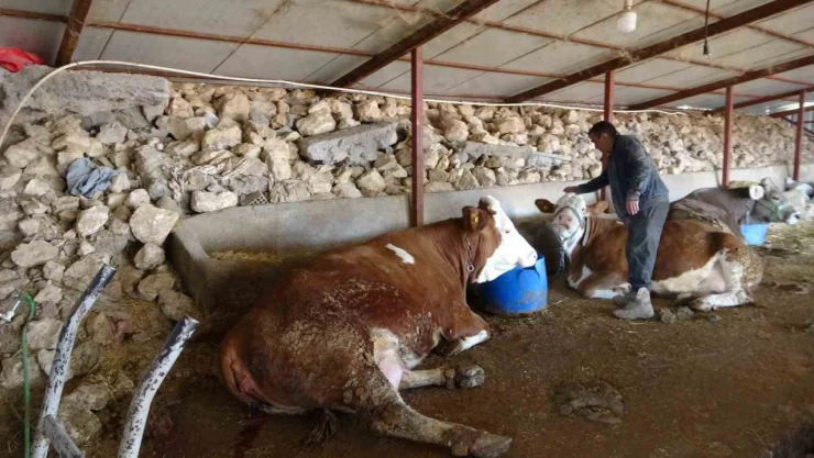 Depremzede hayvan yetiştiricileri üretimlerini sürdürüyor