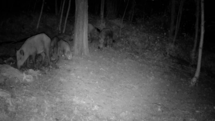 Domuz sürüsü fotokapanla görüntülendi