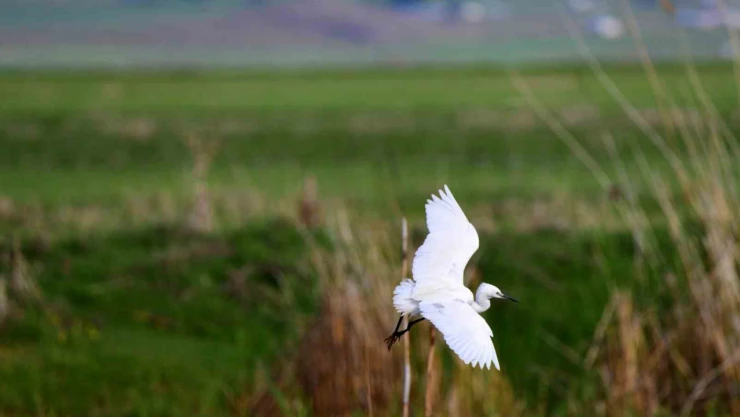 Ekşisu Sazlığı birçok kuş türüne ev sahipliği yapıyor
