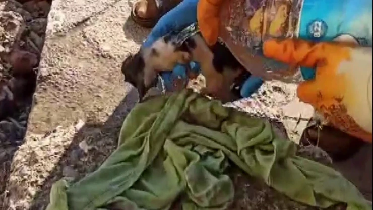 Endoskop kamerayla ulaşıldı, mahsur kaldığı yerden kurtarıldı