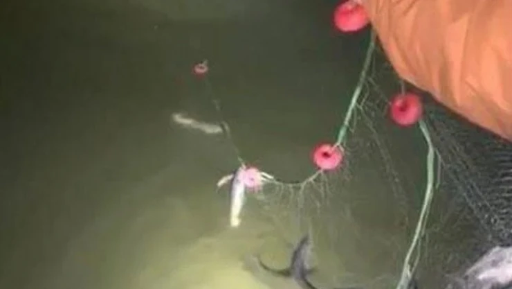 Erciş'te kaçak avlanan 200 kilo canlı balık yeniden suya bırakıldı