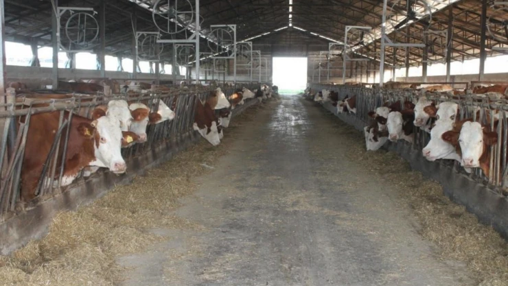 Erzincan'da buzağı desteği için başvurular başlıyor