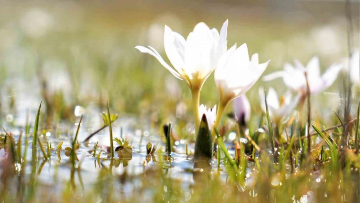 Erzincan'da kardelenler baharın müjdesini verdi