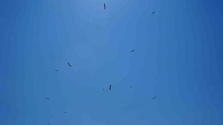 Erzincan'da leyleklerin erken göçü