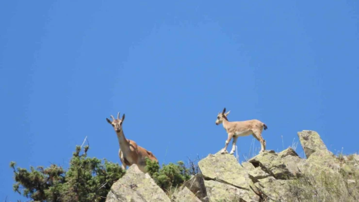 Erzurum'da yaban keçileri tek tek sayılıyor