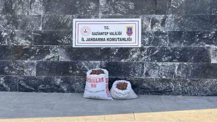 Fıstık hırsızı 6 şahsa jandarmadan suçüstü
