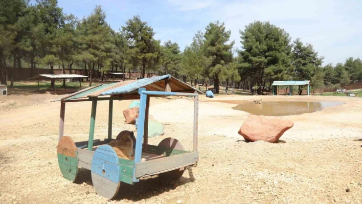 Gaziantep Büyükşehir, sokak hayvanlarına sahip çıkıyor