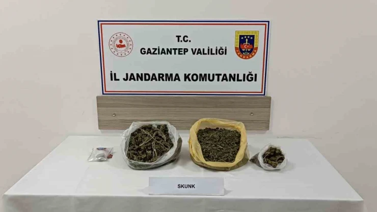 Gaziantep'te skunk operasyonu: 1 tutuklama