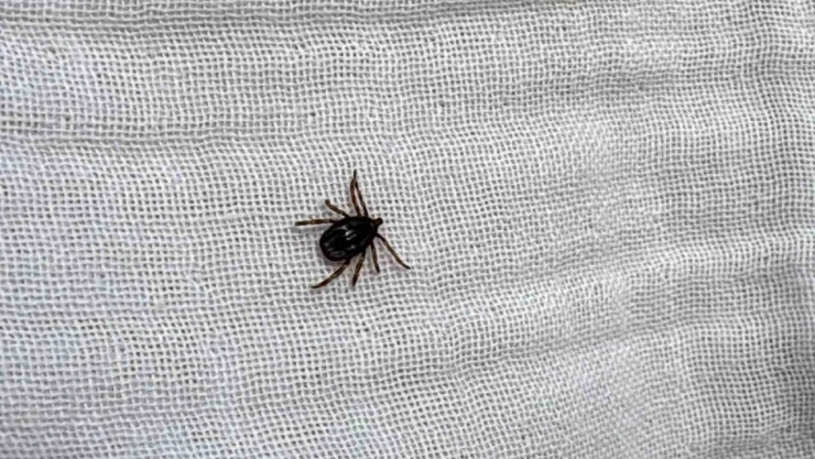 Güneş çarpması olarak düşünülüyor, asıl tehlike fark edilmiyor