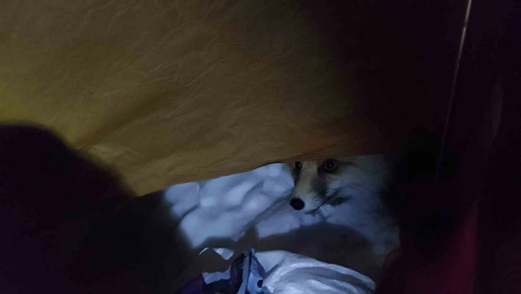 Helvanın kokusunu alan tilki çadıra dadandı