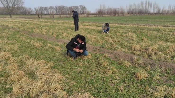 Iğdır'da yonca hortumlu böceği ile mücadele çalışmaları