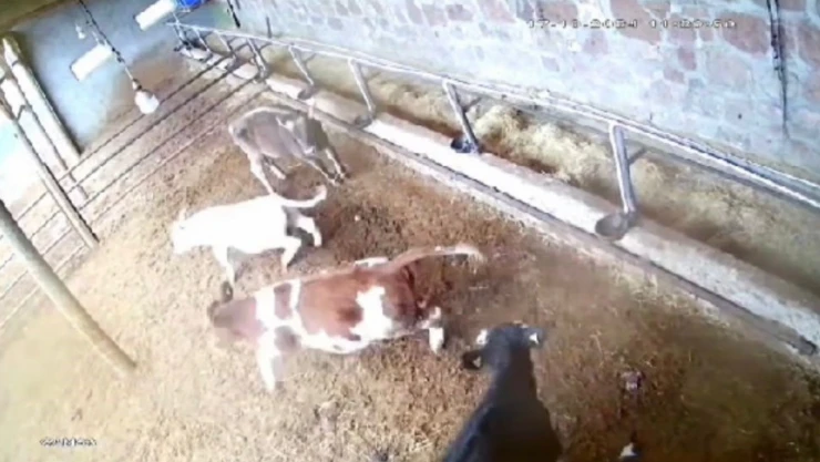 İneklerin deprem paniği kameraya yansıdı