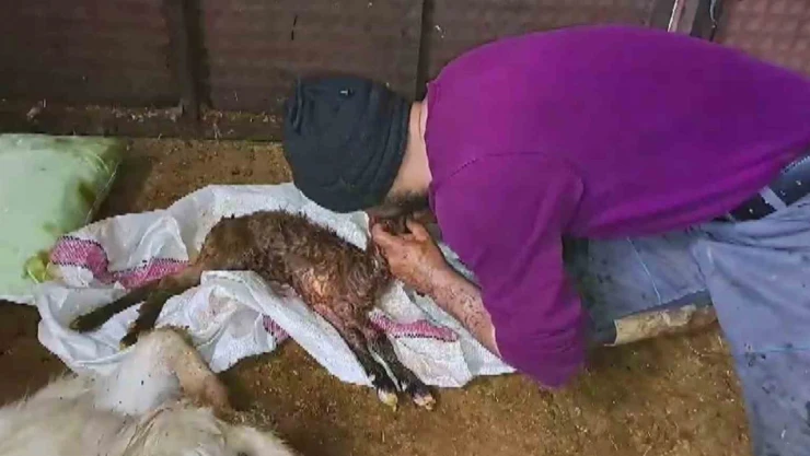 Kalbi duran oğlağı suni teneffüsle hayata döndürdü