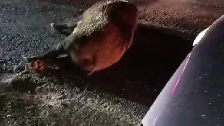 Karayoluna çıkan domuz kazaya neden oldu