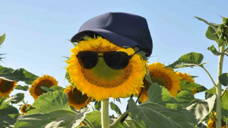 Kars'ta ayçiçeği tarlaları çiçek açtı