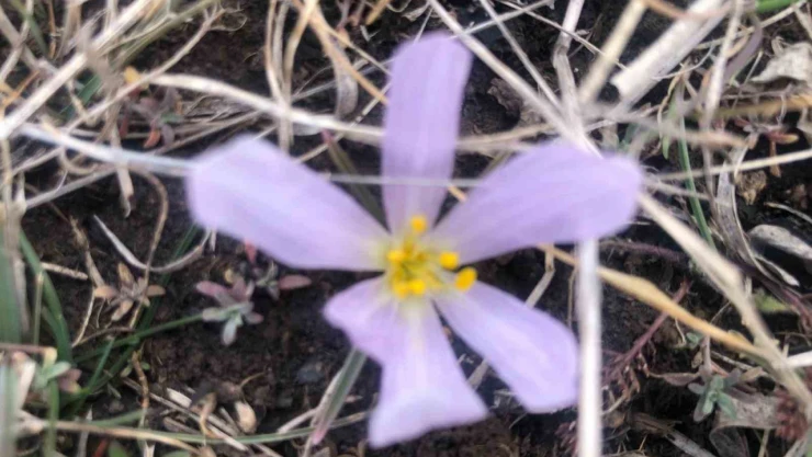 Kars'ta kardelenler çiçek açtı