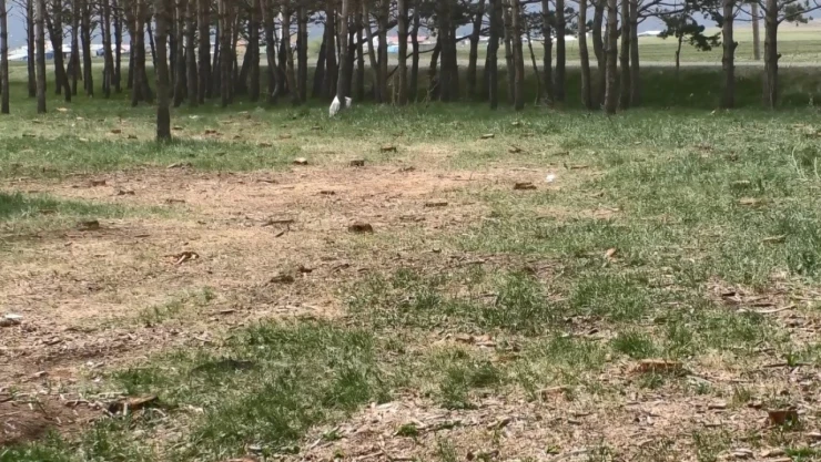 Kars'ta tarhi tren istasyonundaki kuru çam ağaçları kesildi