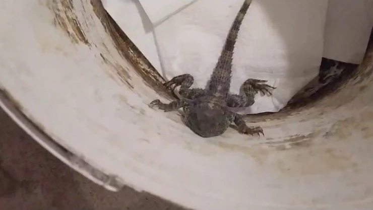 Kertenkele sandı, gerçek çok başka çıktı