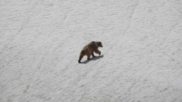Kış uykusundan uyanan ayı yiyecek ararken görüntülendi