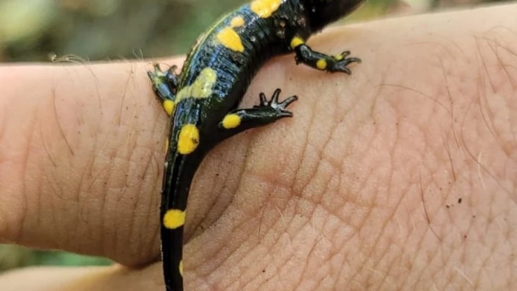 Koruma altındaki 'Benekli Semenderler' Kemaliye'de görüntülendi