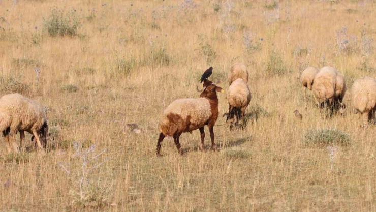 Koyunların üzerine konarak beslenen kuşlar ilginç görüntüler oluşturuyor