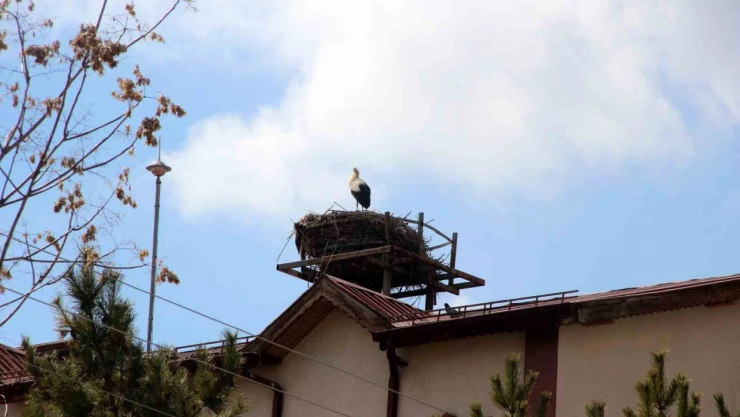 Leylekli okulun maskotu haline gelen leylekler yuvasına yerleşti