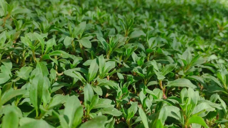 Madımak toplarken kaybolan 90 yaşındaki adamı arama çalışmaları sürüyor